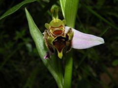 Ophrys apifera Hudson