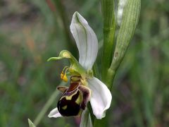 Ophrys apifera Hudson