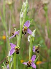 Ophrys apifera Hudson