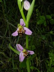 Ophrys apifera Hudson