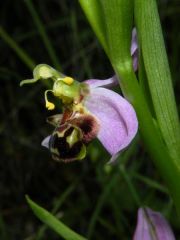 Ophrys apifera Hudson