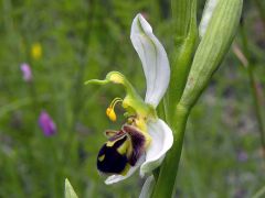 Ophrys apifera Hudson