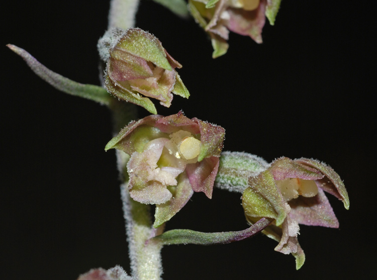 Epipactis microphylla (Ehrh.)Sw.
