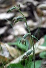 Epipactis microphylla (Ehrh.) Sw.