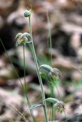 Epipactis microphylla (Ehrh.)Sw.