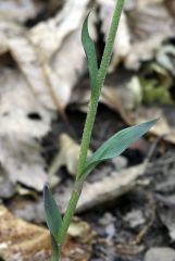 Epipactis microphylla (Ehrh.)Sw.