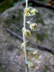 Epipactis microphylla (Ehrh.)Sw.