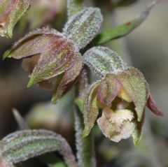 Epipactis microphylla (Ehrh.)Sw.