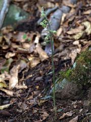 Epipactis microphylla (Ehrh.)Sw.