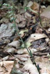 Epipactis microphylla (Ehrh.)Sw.