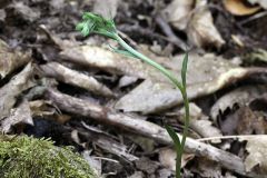 Epipactis microphylla (Ehrh.)Sw.