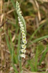 Spiranthes spiralis (L.) Chevall.