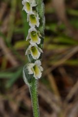 Spiranthes spiralis (L.) Chevall.