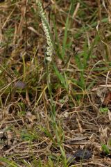 Spiranthes spiralis (L.) Chevall.