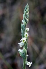 Spiranthes spiralis (L.) Chevall.