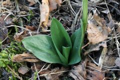 Spiranthes spiralis (L.) Chevall.