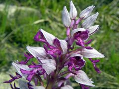 Orchis militaris L.