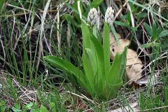 Orchis militaris L.