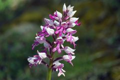 Orchis militaris L.