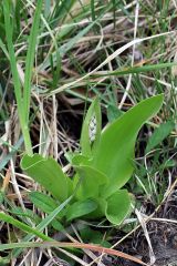 Orchis militaris L.