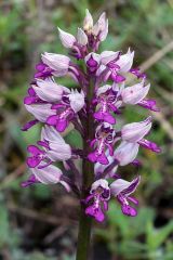 Orchis militaris L.