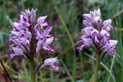 Orchis militaris L.