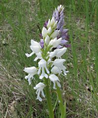 Orchis militaris L.