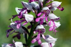 Orchis militaris L.