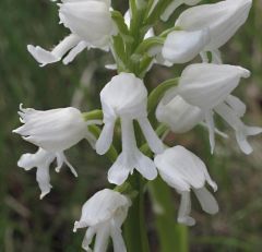 Orchis militaris L.