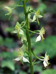 Platanthera chlorantha (Custer) Rchb.