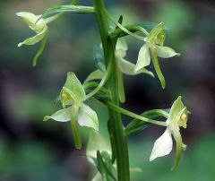 Platanthera chlorantha (Custer) Rchb.