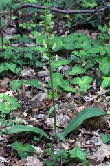 Platanthera chlorantha (Custer) Rchb.