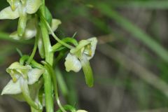 Platanthera chlorantha (Custer) Rchb.