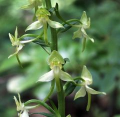 Platanthera chlorantha (Custer) Rchb.