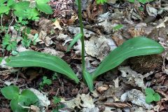 Platanthera chlorantha (Custer) Rchb.