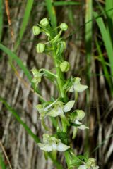 Platanthera chlorantha (Custer) Rchb.