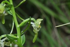 Platanthera chlorantha (Custer) Rchb.