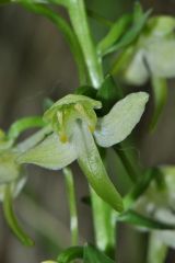 Platanthera chlorantha (Custer) Rchb.