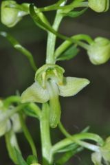 Platanthera chlorantha (Custer) Rchb.