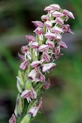 Neotinea maculata (Desf.) Stearn