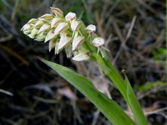 Neotinea maculata (Desf.) Stearn