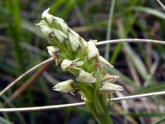 Neotinea maculata (Desf.) Stearn