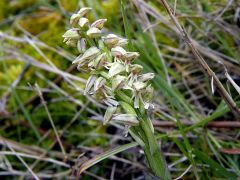 Neotinea maculata (Desf.) Stearn