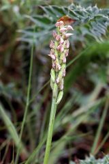 Neotinea maculata (Desf.) Stearn