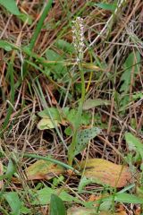 Neotinea maculata (Desf.) Stearn