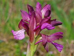 anacamptis x gennarii (Rchb. F.) H. Kretz., Eccarius & H. Dietr.