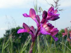 anacamptis x gennarii (Rchb. F.) H. Kretz., Eccarius & H. Dietr.