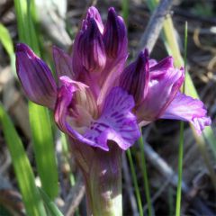 anacamptis x gennarii (Rchb. F.) H. Kretz., Eccarius & H. Dietr.