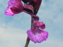 anacamptis x gennarii (Rchb. F.) H. Kretz., Eccarius & H. Dietr.