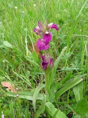 X Serapicamptis bevilacquae (Penzig) J.M.H Shaw